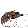 Salabhasana
Locust Pose