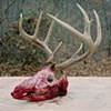 Skinned