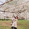 Cherry blossoms