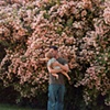 Pink flowers