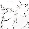 Untitled (drawing with a bull whip, one session), (detail).