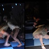 Anatomy is Destiny, Performance at the Rymer Gallery, SAIC, Knights