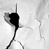 Untitled (drawing with a bull whip).