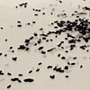 n = [phase 2 + 1/2], Video Still, Subject Z.