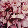 Daphne Delerium