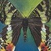 Madagascan Sunset Moth