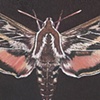 White-lined Sphinx Moth