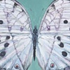 Mother-of-Pearl Butterfly