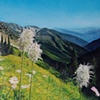 Mountain Anemone