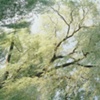Willow