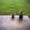 Two plants