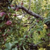 Fruit tree 