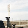 Blue heelers