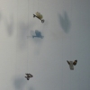 Magic Butterfly
