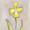 "Smilin' Daffodil"