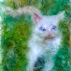 My Kitten