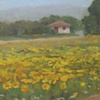 Girasoli Italiani 