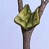 Upright