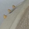 ceramics