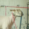 Shear