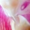 Macro Orchid 1