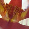 Macro Orchid 2