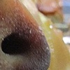 Snout