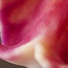 Macro Orchid 5