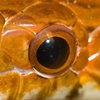Lava macro 4