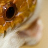 Lava macro 2