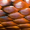Lava macro 1