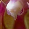 Macro Orchid 4