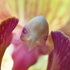 Macro Orchid 3