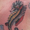 seahorse