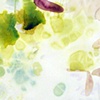 Nightbloom 4.2