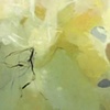 Pliant Reflection