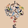 Bird Tree 