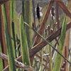 Red Salmon Creek Project 2009-10