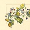 Native Plant Series (1999-2002)