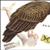 Jealous Old Bird