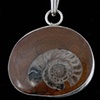 016 Fossil Ammonite with Sterling