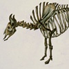 Skeleton of the Great White Buffalo