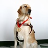 Nacho with gold medal (from his owner Jessie Lorenz's win in the 2008 Paralympic Games for Goalball)