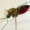"Mosquito " Model