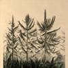 B&aacute;ez, Myrna.174