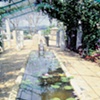 Sabanera de Cidra, 1990