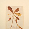 Stahl, Agustin.1391