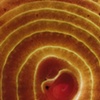 Onion