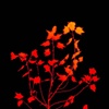 Orange Tree