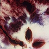 Rotted Apple